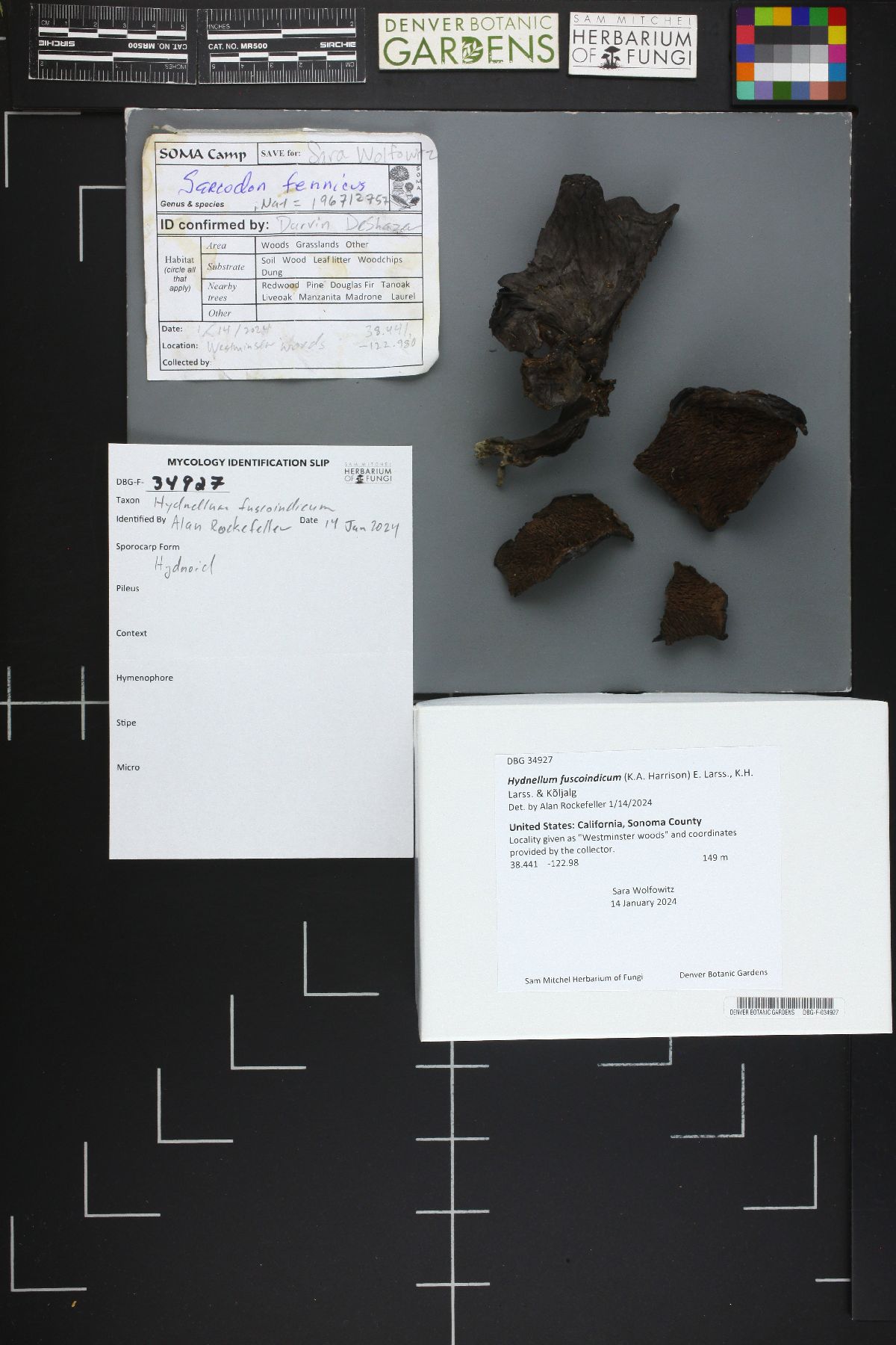 Hydnellum fuscoindicum image