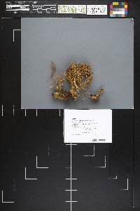 Ramaria apiculata var. brunnea image