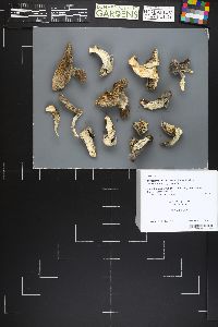 Tricholoma smithii image
