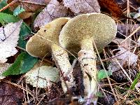 Suillus acidus image