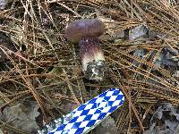 Tylopilus plumbeoviolaceus image