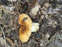 Russula foetentula image