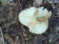 Russula foetentula image