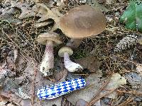 Tylopilus plumbeoviolaceus image