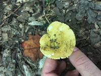 Russula simillima image