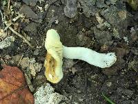 Russula simillima image