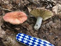 Russula rubescens image