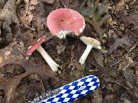 Russula corallina image