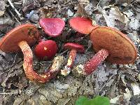 Boletus frostii image