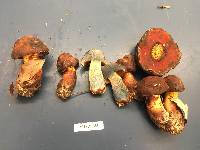 Boletus subluridus image