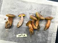 Boletus campestris image