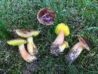 Boletus campestris image