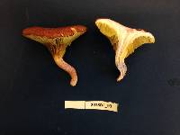 Phylloporus rhodoxanthus image