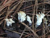 Clavulina coralloides image