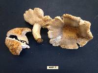 Russula crustosa image