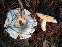 Russula crustosa image