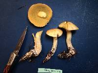 Suillus hirtellus image