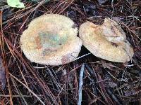 Lactarius paradoxus image