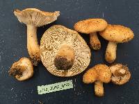 Russula ballouii image