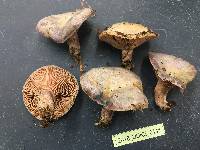 Lactarius paradoxus image