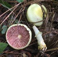 Agaricus comtuliformis image