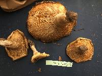 Lactarius psammicola image