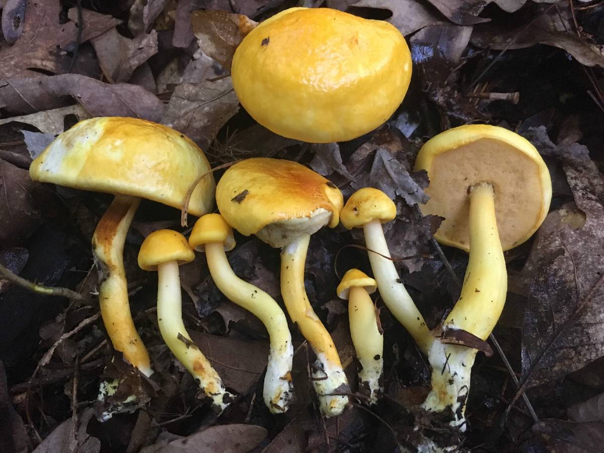 Pulveroboletus auriflammeus image