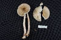 Amanita brunnescens image