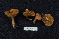 Suillus decipiens image