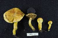 Pulveroboletus curtisii image