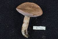 Tylopilus plumbeoviolaceus image