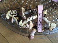 Inocybe geophylla var. lilacina image