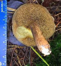 Suillus punctipes image