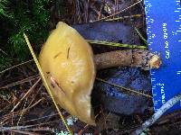 Suillus punctipes image