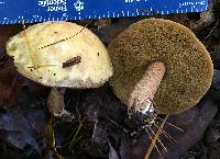 Suillus punctipes image