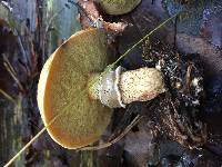 Suillus acidus image