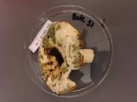 Russula crustosa image