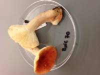 Russula cessans image