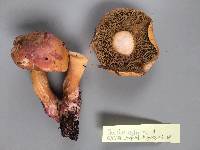 Suillus bovinus image