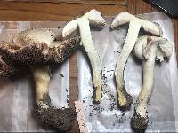 Agaricus bitorquis image