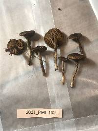 Inocybe lacera image