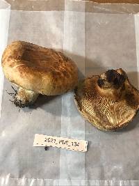 Paxillus vernalis image