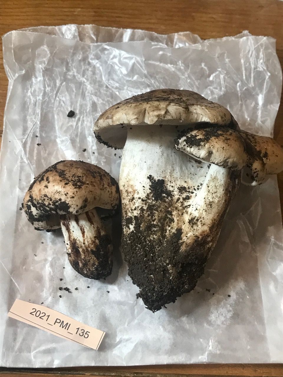 Tricholoma populinum image