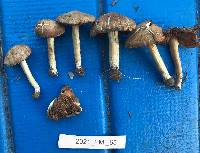 Inocybe candidipes image