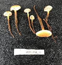 Flammulina populicola image