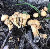 Pholiota squarrosoides image