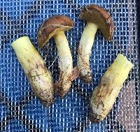 Suillus brevipes image