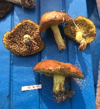 Suillus brevipes image