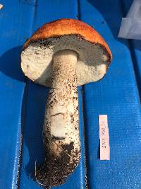 Leccinum insigne image