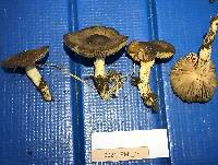 Entoloma lividoalbum image